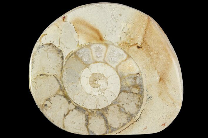 Polished Ammonite (Hildoceras) Fossil - England #103983